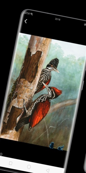woodpecker wallpaper - Preview 4