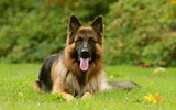 Wallpapers of German Shepherds screenshot 4