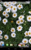 Daisies Live Wallpaper screenshot 3