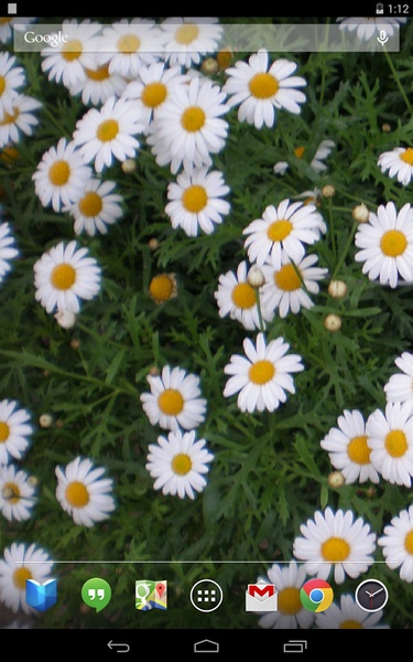Daisies Live Wallpaper - Preview 3