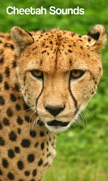 Cheetah Sounds - Preview 2