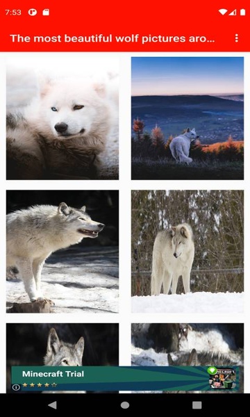 The most beautiful wolf pictures around the world of 4K - Preview 8