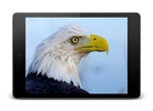 Eagle 3D Video Live Wallpaper screenshot 1