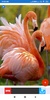 Flamingo Wallpaper: HD images, Free Pics download screenshot 5