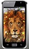 Lion Klingt HD Live Wallpaper screenshot 1