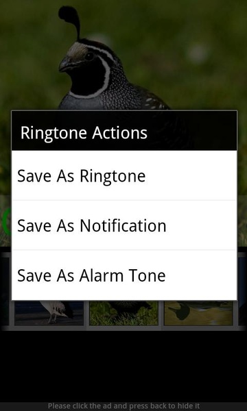 Bird Sounds & Ringtones - Preview 3