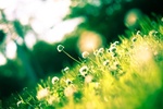 Green Nature HD Wallpaper screenshot 2