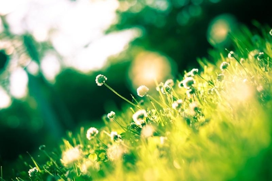 Green Nature HD Wallpaper - Preview 2