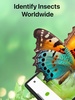 Insect ID screenshot 5