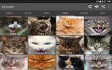 Sons de gato screenshot 4