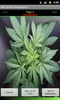 Weed Wallpapers and Pictures screenshot 1