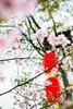 Cherry blossom Puzzle screenshot 1