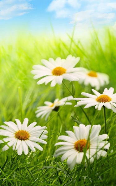Flowers HD Live Wallpaper - Preview 2