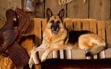 Wallpapers of German Shepherds screenshot 5