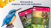 Bird Songs: Ringtones screenshot 2