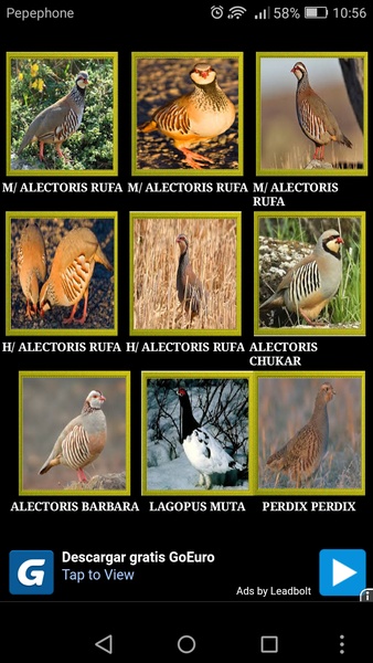 Reclamo perdiz - Preview 1