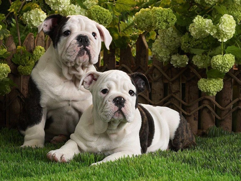 Free Puppy Dog Wallpaper - Preview 6