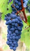 Grapes Wallpapers screenshot 3