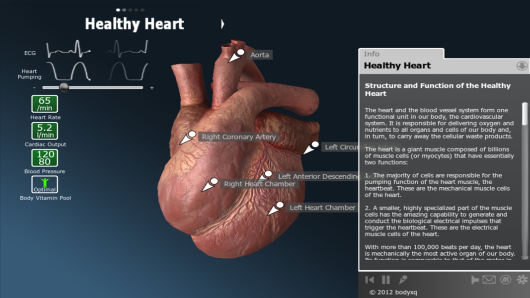 bodyxq heart - Preview 12