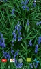 Bluebell flower Live Wallpaper screenshot 2