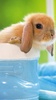 Cute Pictures Live Wallpaper screenshot 7