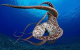 Octopus Live Wallpaper screenshot 4