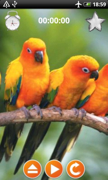 Birds Calls Sounds - Preview 1