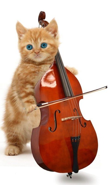 Funny Cats - Preview 14
