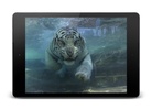 Tiger Video Live Wallpaper screenshot 3
