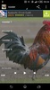 Rooster sounds screenshot 3