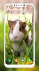Cute Hamster Wallpapers screenshot 6
