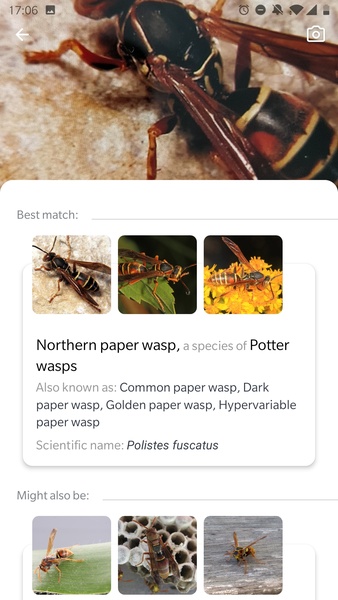 Picture Insect - Insect Id Pro - Preview 8