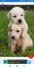 Puppy Wallpapers: HD images, Free Pics download screenshot 1