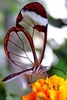 Butterfly Wallpaper screenshot 5