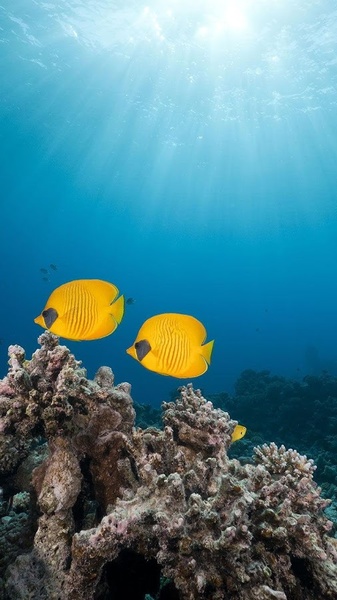 Ocean Fish Live Wallpaper - Preview 4