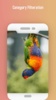 Love bird Live wallpaper screenshot 2