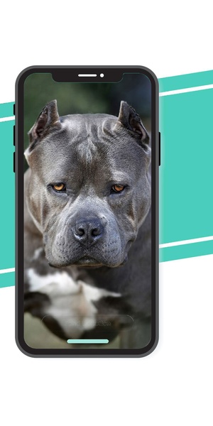 Pitbull Wallpaper - Preview 1
