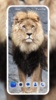 Lion HD Wallpaper screenshot 5