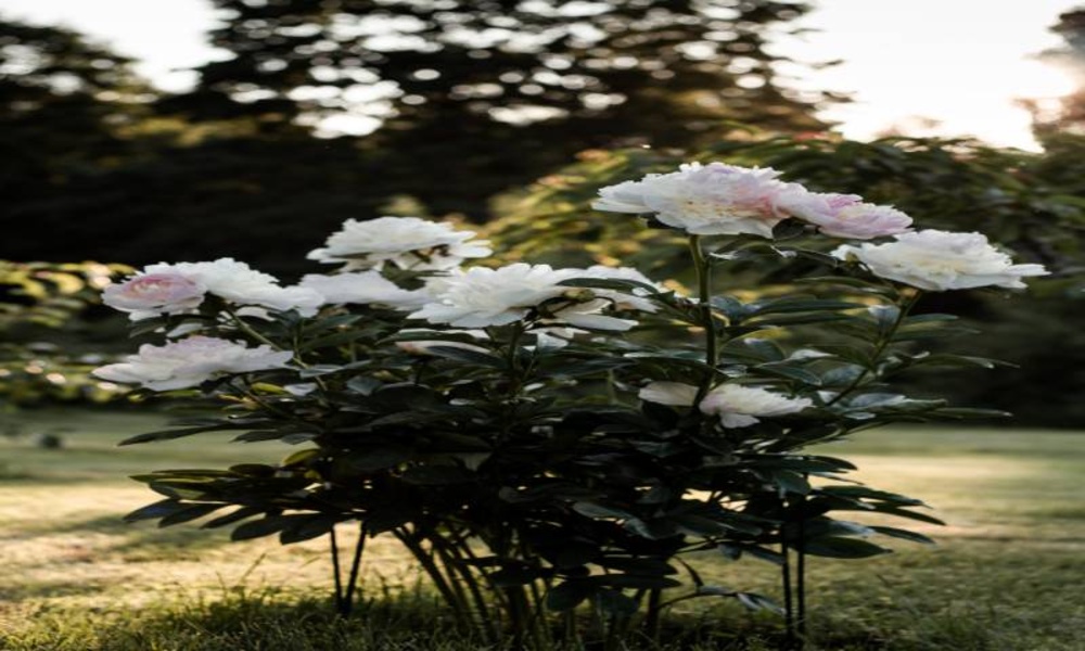 The most beautiful pictures and backgrounds of the natures part 3 - Preview 4