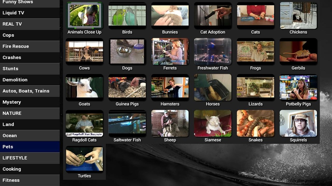 Blue Squid TV - Preview 7
