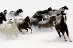 Horse Jigsaw Puzzles screenshot 4