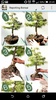 Bonsai Care screenshot 3