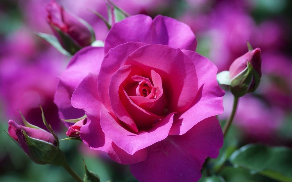 Flowers HD Live Wallpaper - Preview 10