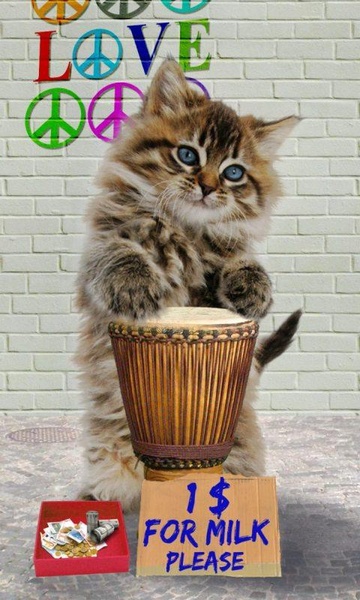 Funny Cats - Preview 13
