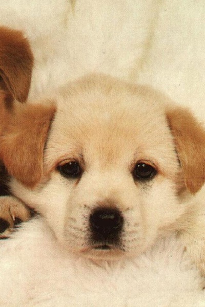 Dog Wallpaper - Preview 4