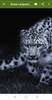 Snow Leopard Wallpapers screenshot 2