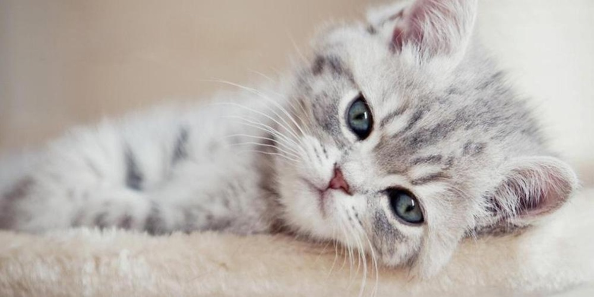 Cute Kitty - Preview 1