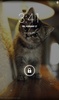 Cute Cat Wallpaper screenshot 5