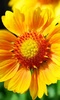 Sunflower Wallpaper screenshot 9