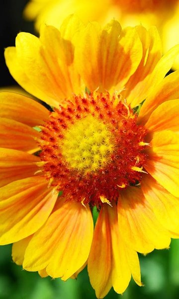 Sunflower Wallpaper - Preview 9